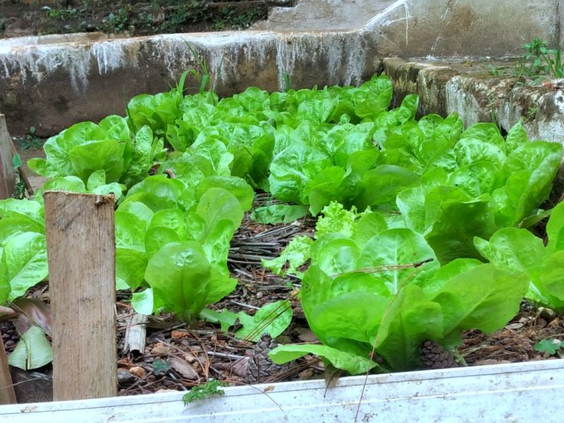 Foto 4 da clínica Clínica de Recuperação para Dependência Química Masculina em Guarulhos